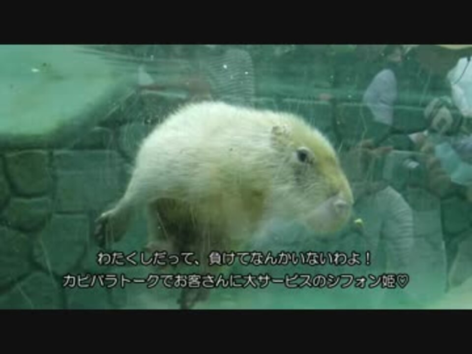 かぴばらさんの水泳大会 ニコニコ動画