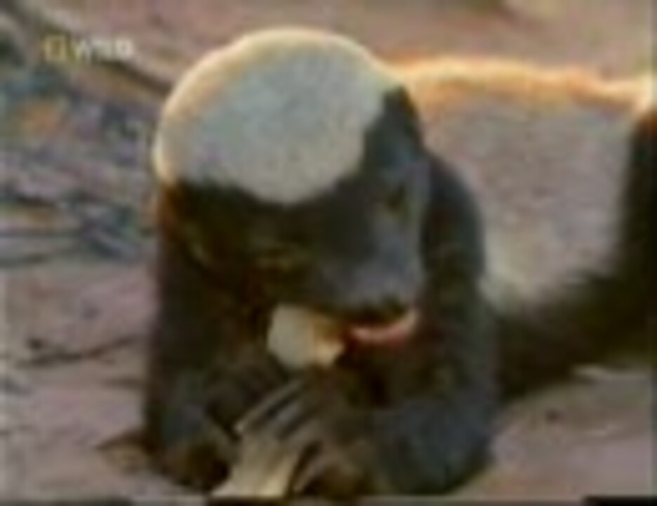 人気の 世界でもっとも怖いもの知らずの動物 動画 4本 ニコニコ動画