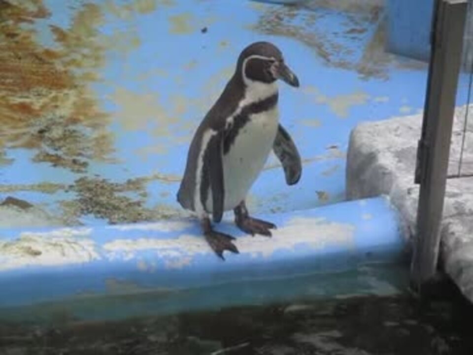 人気の ペンギン Av アニマルビデオ 動画 110本 2 ニコニコ動画