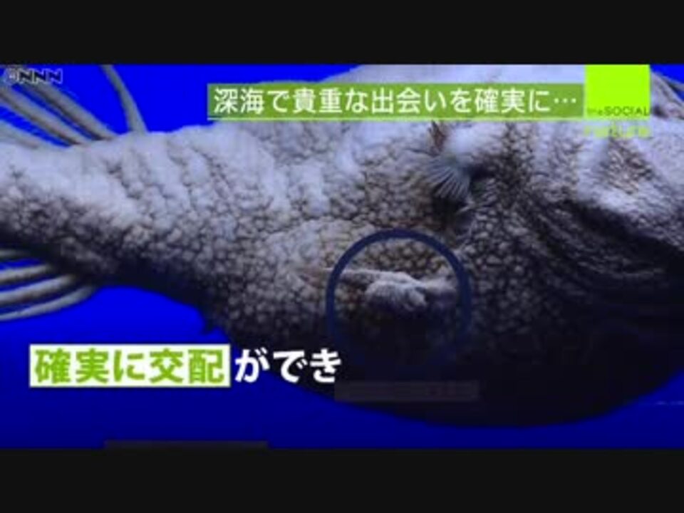 メスと一体化 アンコウの切ない生き方 ニコニコ動画