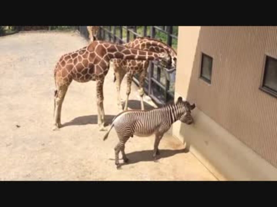 キリンの餌を食べたいシマウマ ニコニコ動画