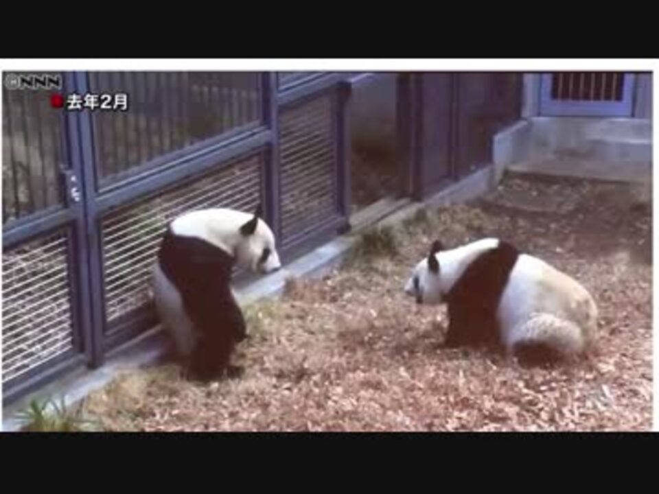 人気の 上野動物園 パンダ 動画 50本 ニコニコ動画