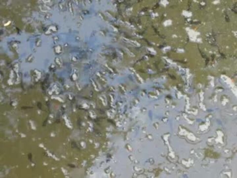 人気の おたまじゃくし 動画 114本 2 ニコニコ動画