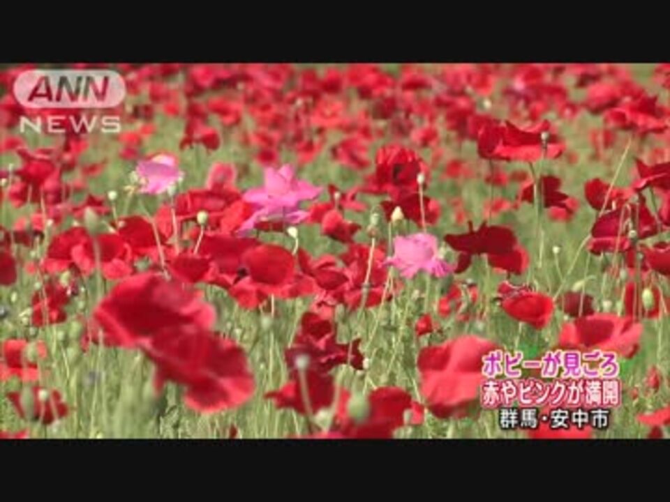 可愛いポピー満開 赤やピンクの花が一面に 群馬 ニコニコ動画