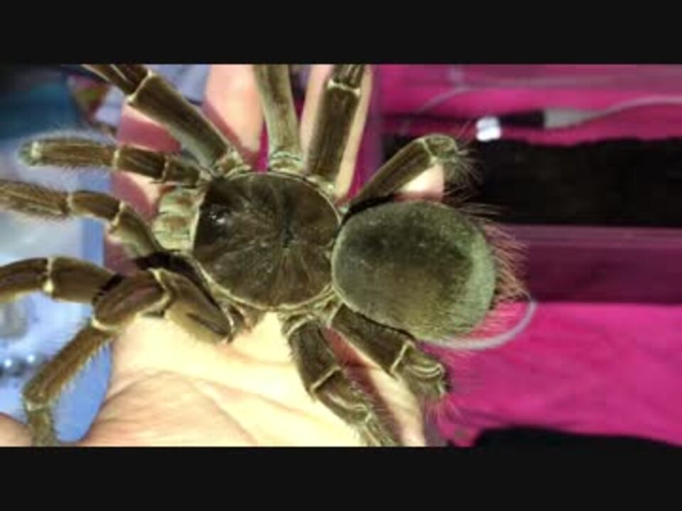 ゴライアスバードイーター のハンドリング ニコニコ動画