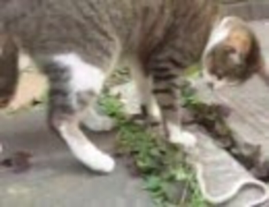 人気の 猫 蛇 動画 18本 ニコニコ動画