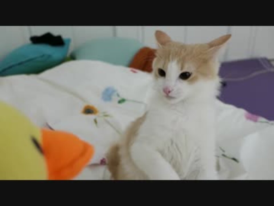 鼻息フンフンでアヒルを攻撃する子猫 ニコニコ動画