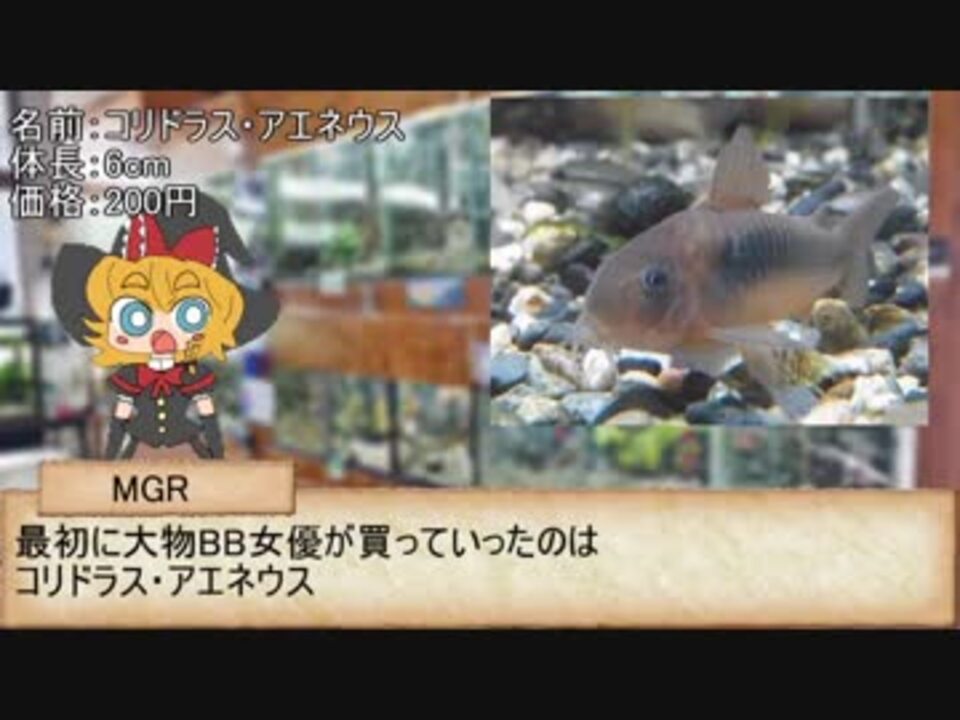 人気の コリドラス 動画 370本 3 ニコニコ動画