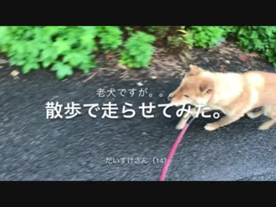 散歩で老犬を走らせてみた ニコニコ動画