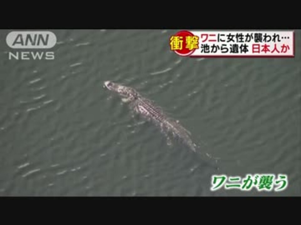 人気の 動物 ワニ 動画 185本 3 ニコニコ動画