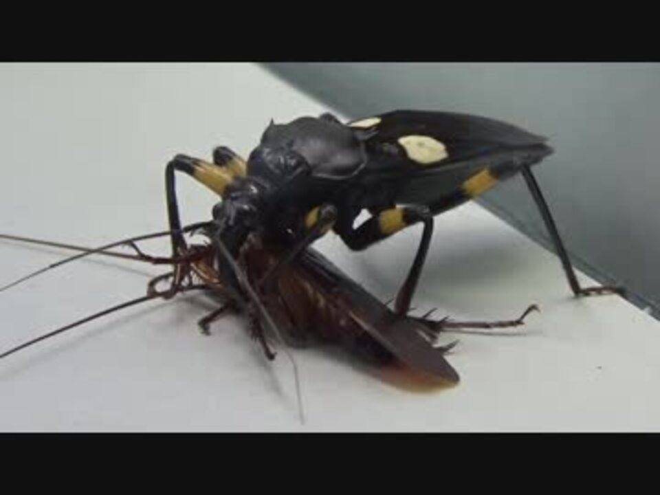 閲覧注意 再編集 シロモンオオサシガメにゴキブリを食べさせてみた Platymeris Biguttatus ニコニコ動画