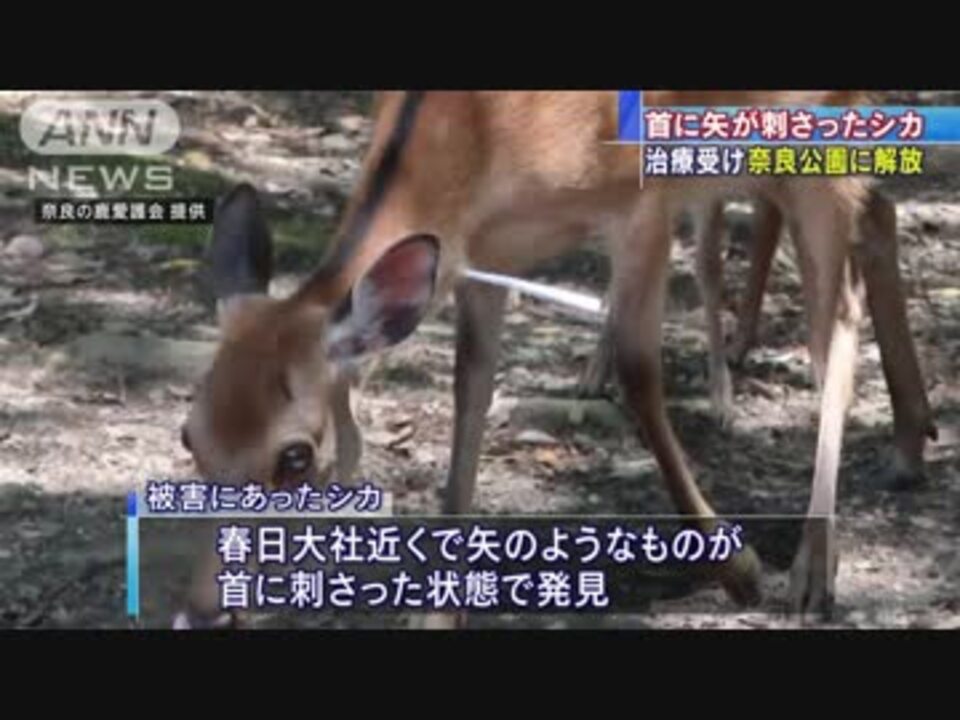 シカの首に 矢 治療終わり奈良公園に14日朝解放 ニコニコ動画