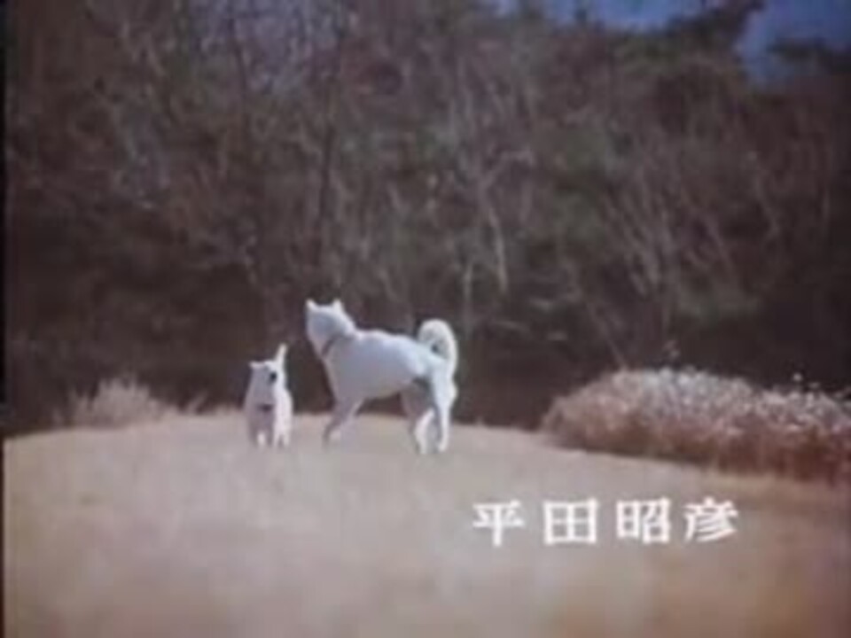 人気の 炎の犬 動画 24本 ニコニコ動画