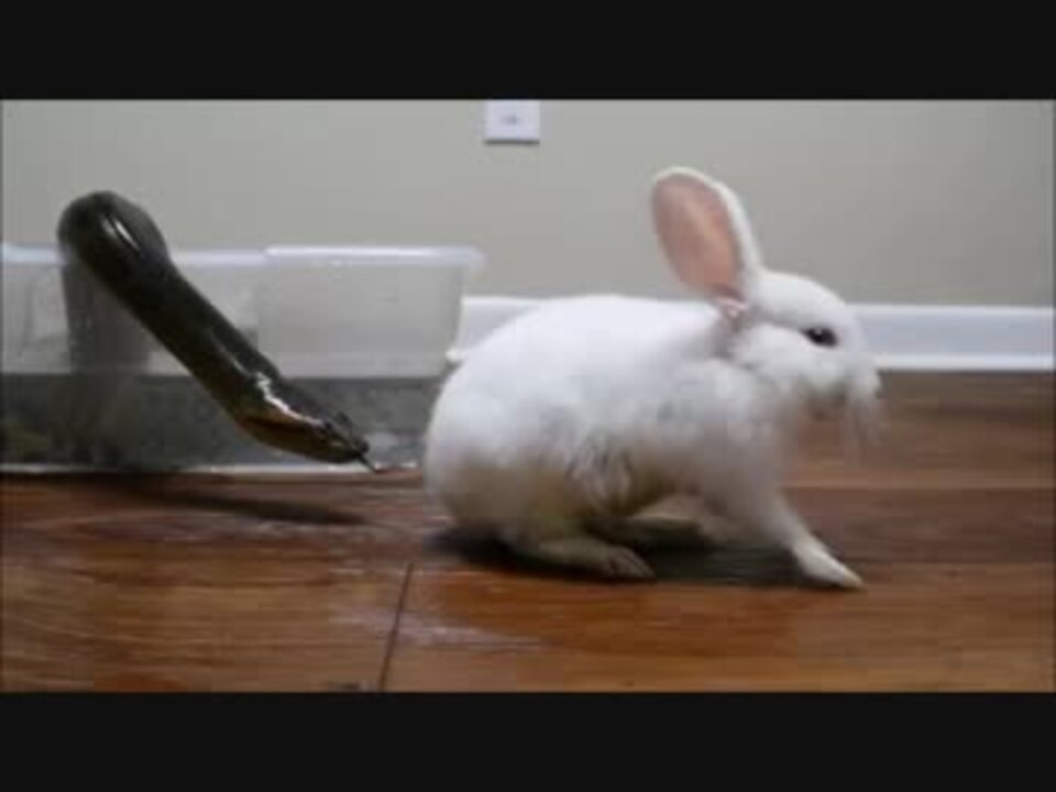 ウサギを丸呑みするアナコンダ ニコニコ動画