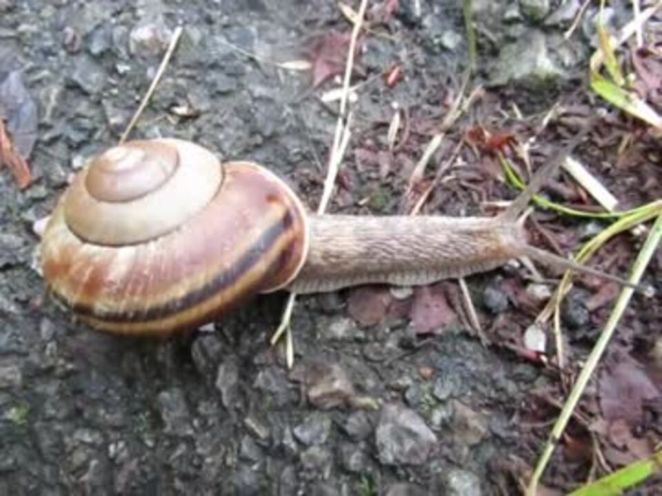 野生の生き物たち カタツムリの目玉はどこにある ニコニコ動画