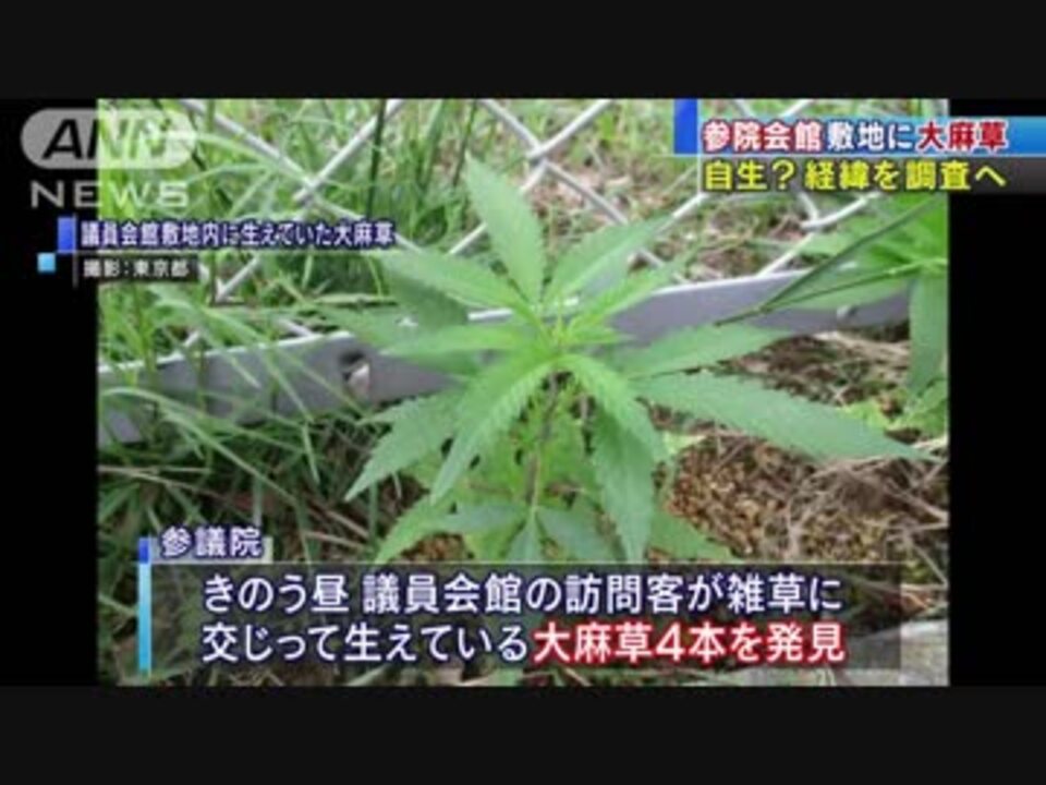 議員会館敷地に大麻草 自生 永田町で初めて ニコニコ動画