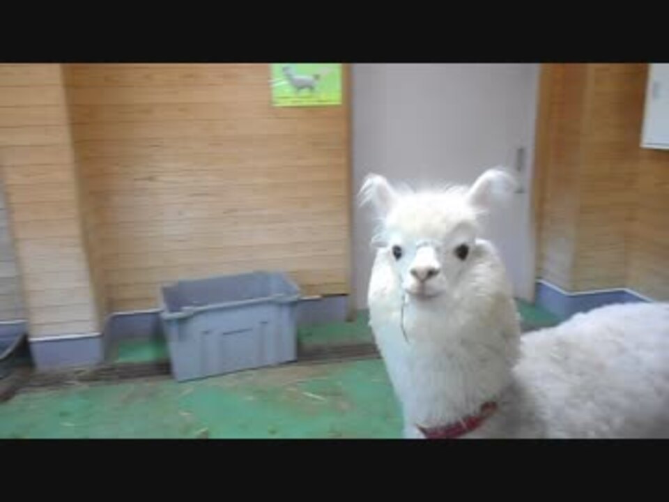 人気の アルパカ スリ 動画 23本 ニコニコ動画