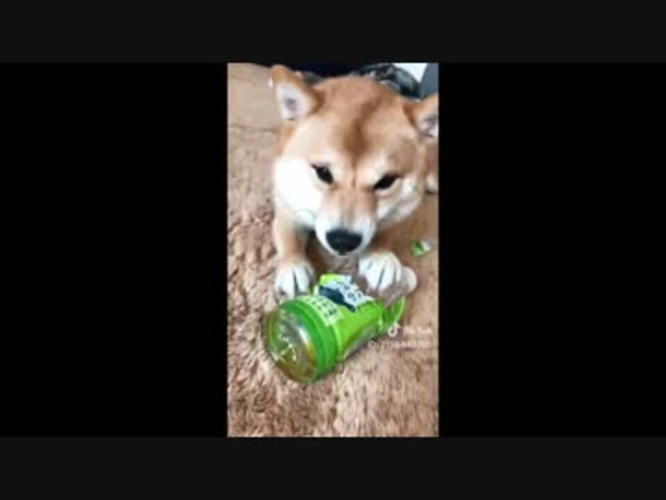 人気の Tiktok 動画 923本 5 ニコニコ動画