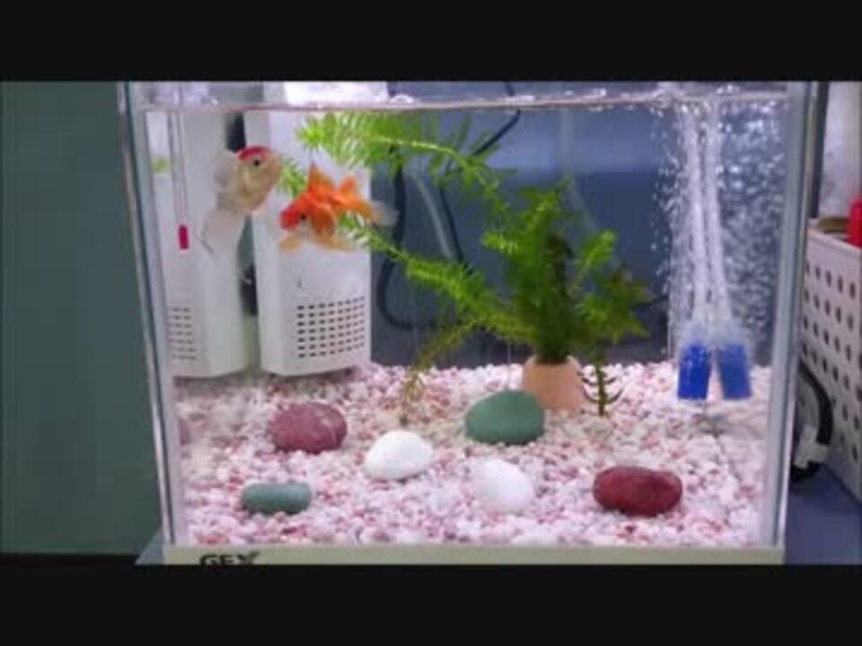 金魚の水槽に水草とブクブクを足しました ニコニコ動画