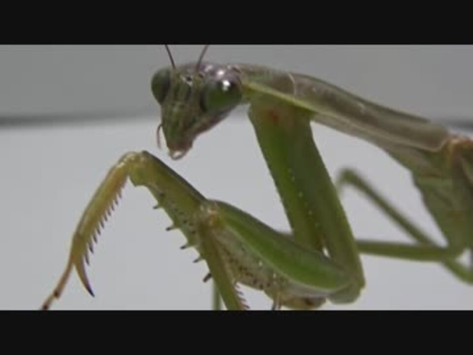 閲覧注意 再編集 チョウセンカマキリにゴキブリを食べさせてみた Tenodera Angustipennis ニコニコ動画