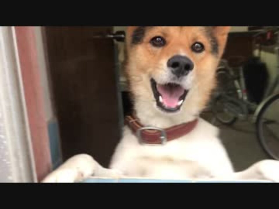 犬 日替わりワンタ お久しぶり ニコニコ動画