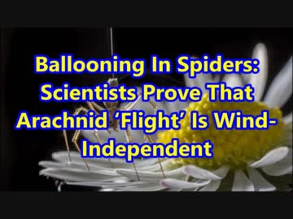 Ballooning In Spiders Scientists Prove That Arachnid ‘Flight’ Is Wind ...