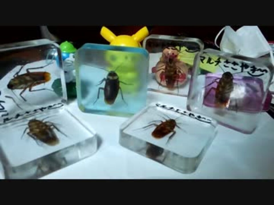 人気の 標本 動画 35本 ニコニコ動画