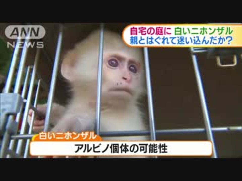 珍しい野生の白いニホンザル 一時的に保護される 岐阜県下呂市 ニコニコ動画