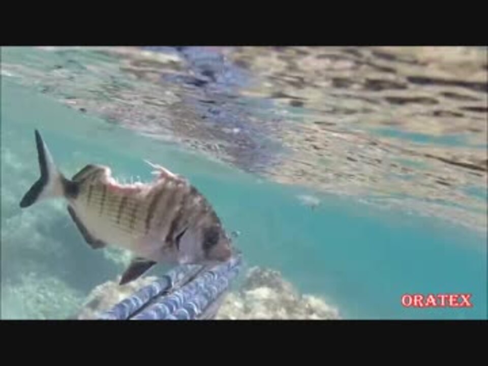 人気の 動物 衝撃映像 動画 127本 4 ニコニコ動画