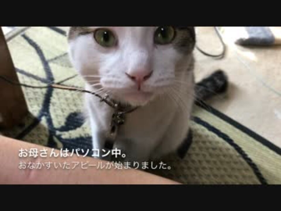 おなかすいた猫を無視し続けてみた ニコニコ動画