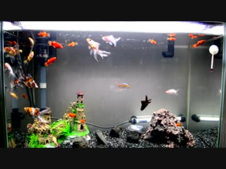 高画質 コンゴテトラやプラティや金魚見てるだけ アクアリウム ニコニコ動画