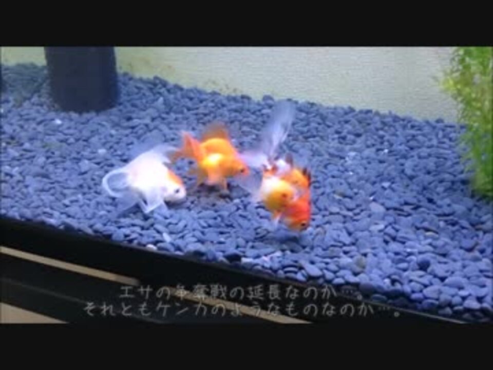 うちの金魚 いじめ 発情 それとも普通 ニコニコ動画