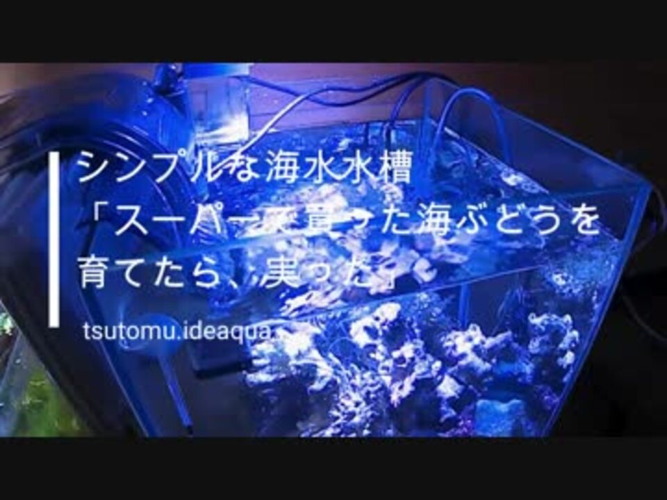 シンプルな海水水槽 スーパーで買った海ぶどうを育てたら 実った ニコニコ動画