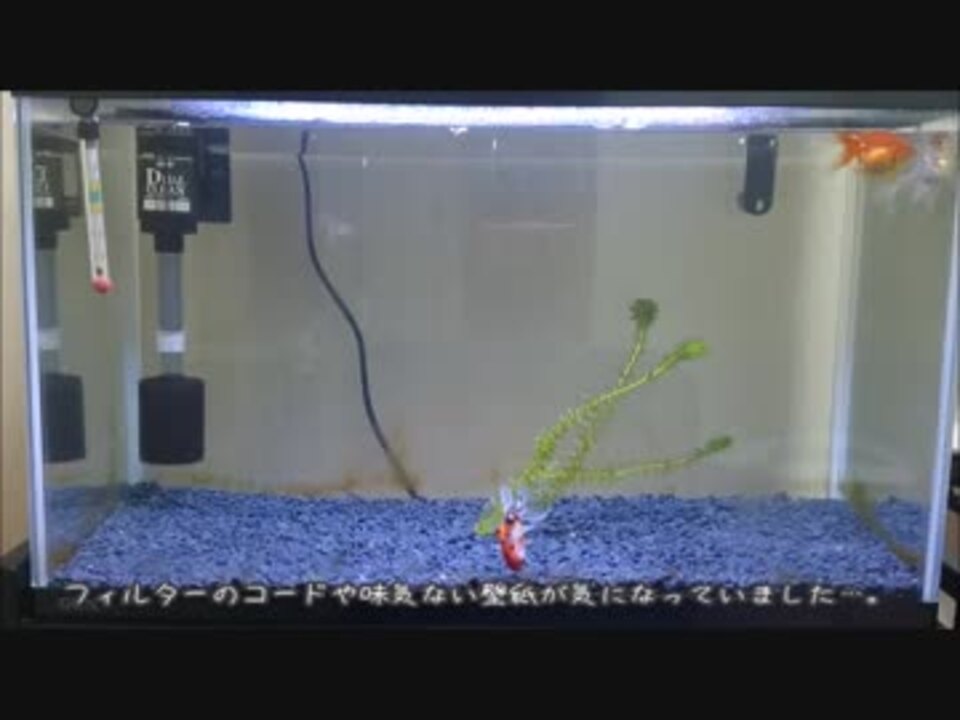 金魚水槽にバックスクリーンを貼ったけど ニコニコ動画