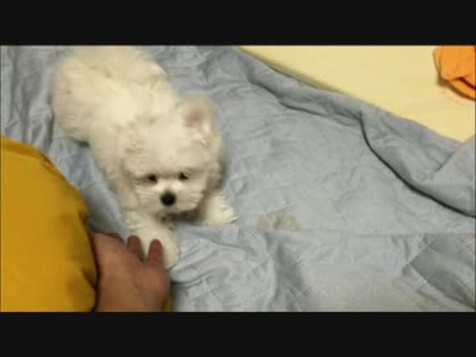 マルチーズの子犬がふわふわでもこもこで可愛すぎる映像 ニコニコ動画