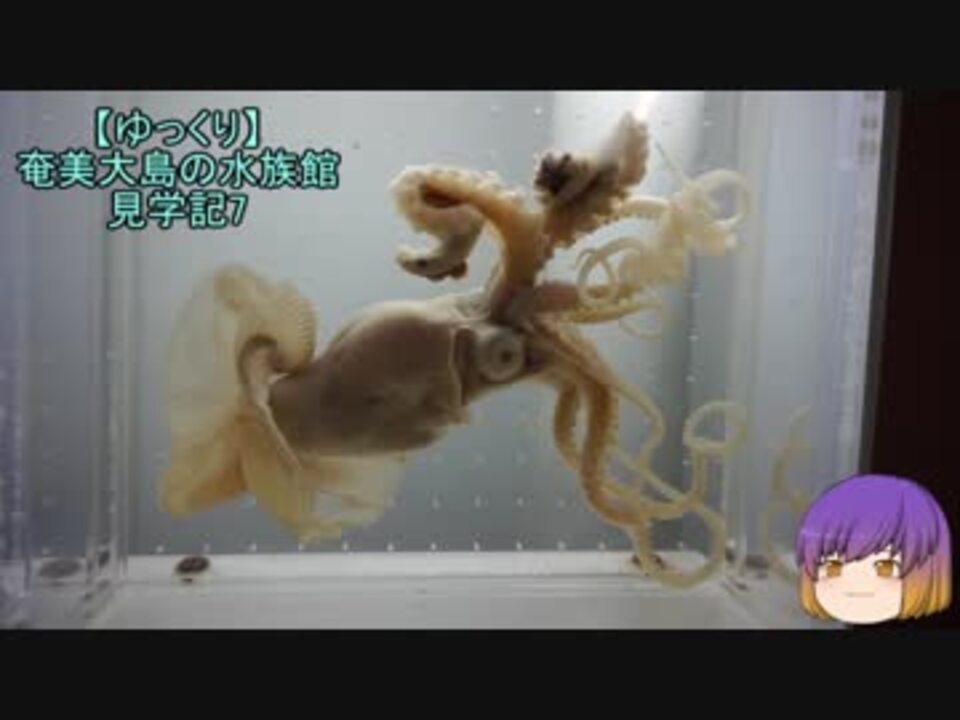 ゆっくり 奄美大島の水族館見学記7 ニコニコ動画