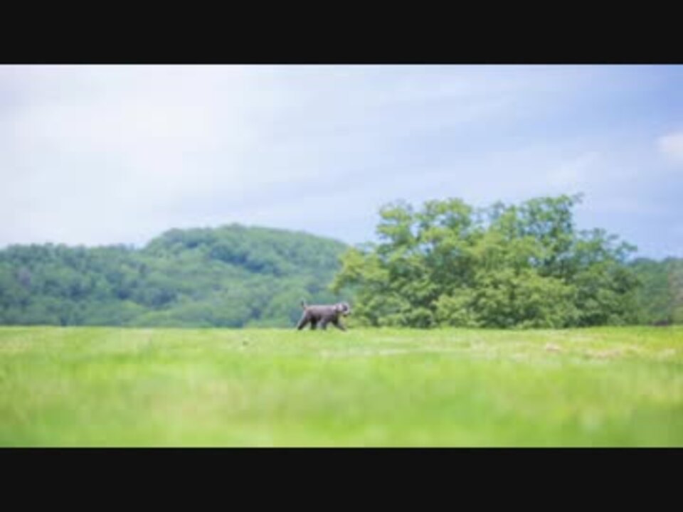 【GReeeeN】子犬 高音質【歌詞字幕付き】 ニコニコ動画