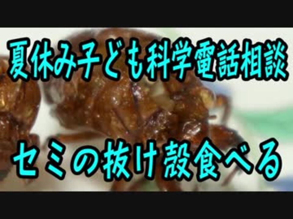 夏休み子ども科学電話相談 のセミの抜け殻を食べてみた ニコニコ動画