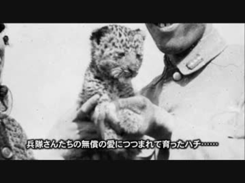 兵隊さんに愛されたヒョウのハチ - ニコニコ動画