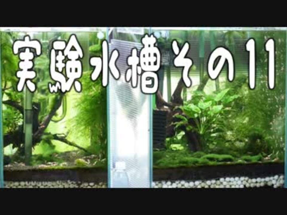 実験水槽その１１ 沈殿層のデトリタスを吸い出せる水槽を立ち上げてみた 解説付き ニコニコ動画