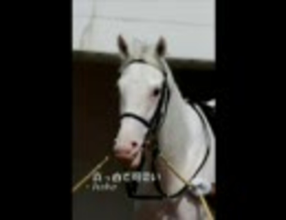 日本競馬史上のイケメン 美馬ベスト30 ニコニコ動画