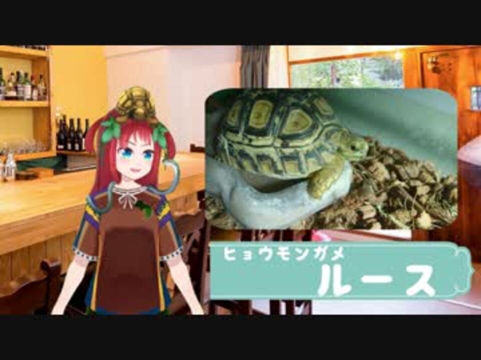 ヒョウモンリクガメ回 Vtuber たつの のvはちゅカフェ ニコニコ動画
