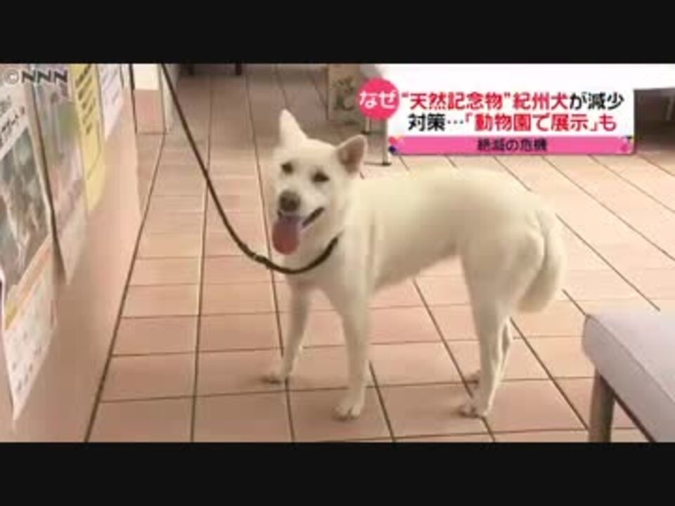 日本古来の 紀州犬 絶滅の危機 のワケ ニコニコ動画