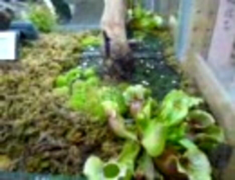Arcadia 食肉植物 テラリウム ニコニコ動画