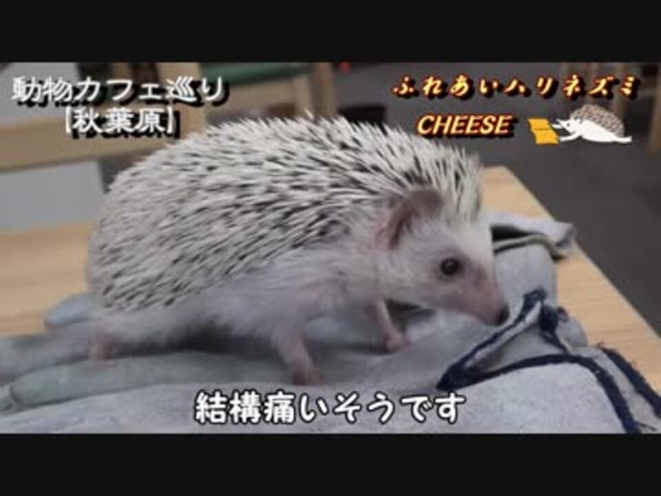 動物カフェ巡り 秋葉原 ふれあいハリネズミ Cheese ニコニコ動画
