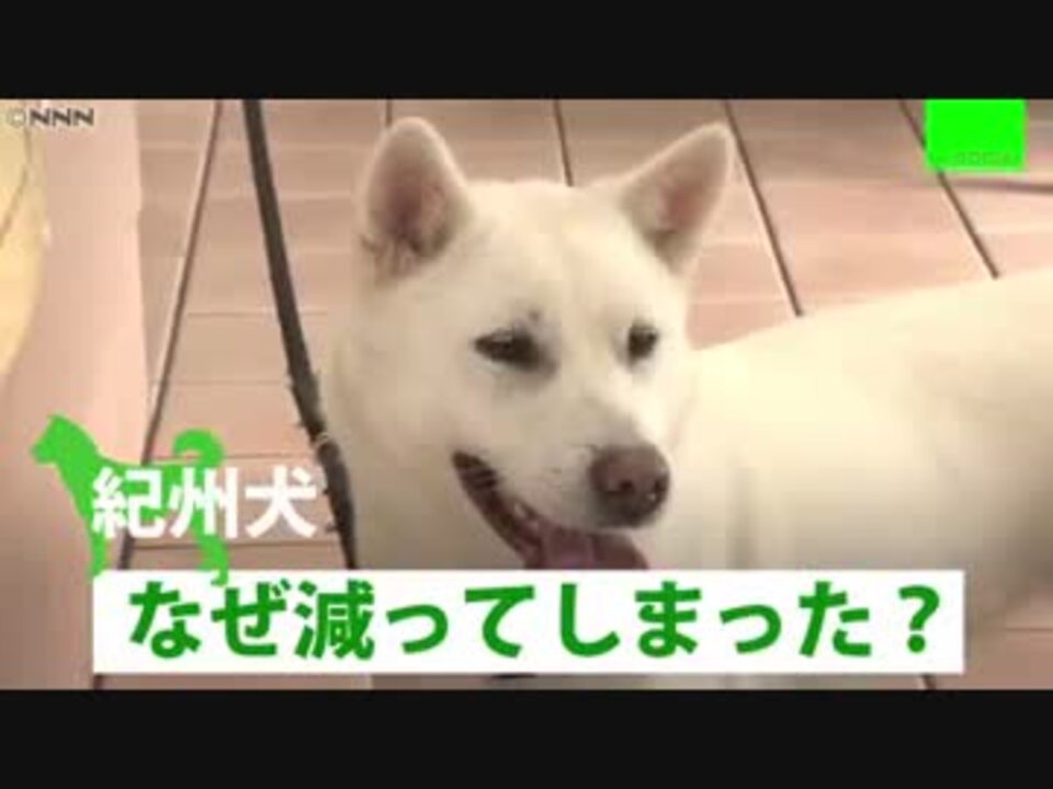 人気の 日本犬 動画 162本 2 ニコニコ動画