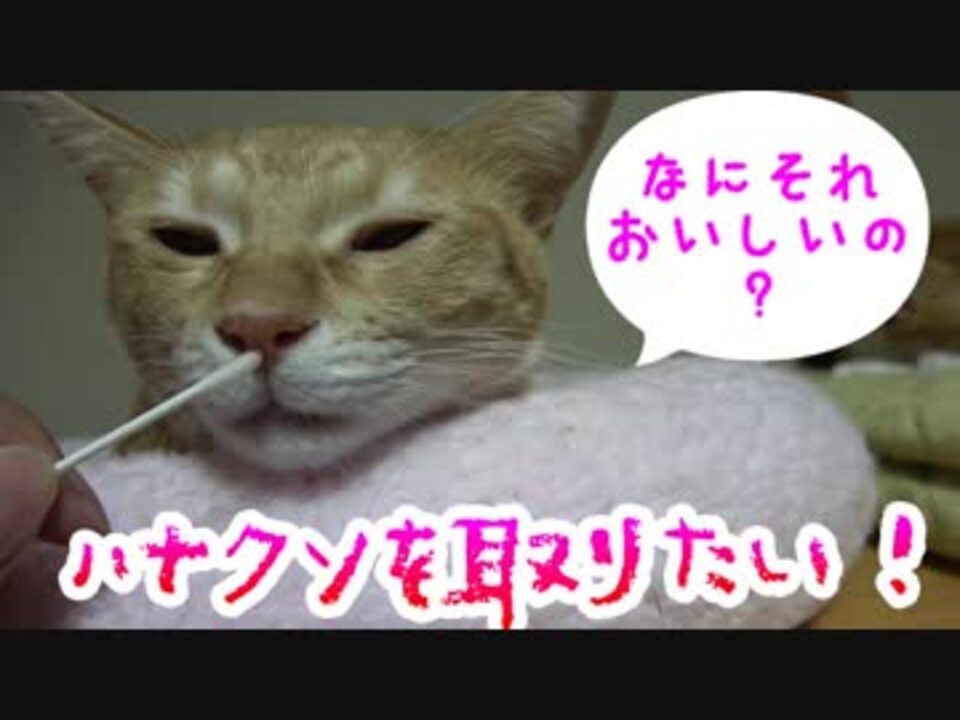 猫のハナクソを取りたい ニコニコ動画