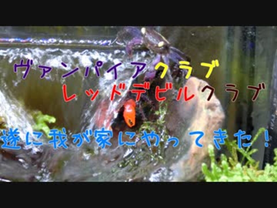 人気の レッドデビルクラブ 動画 3本 ニコニコ動画