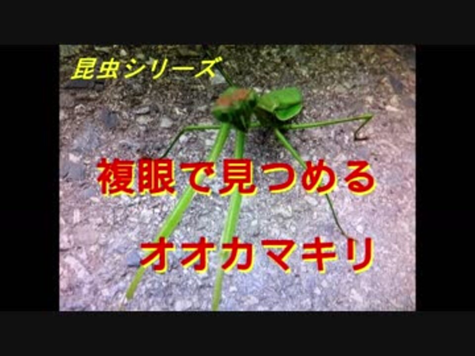 人気の オオカマキリ 動画 14本 ニコニコ動画