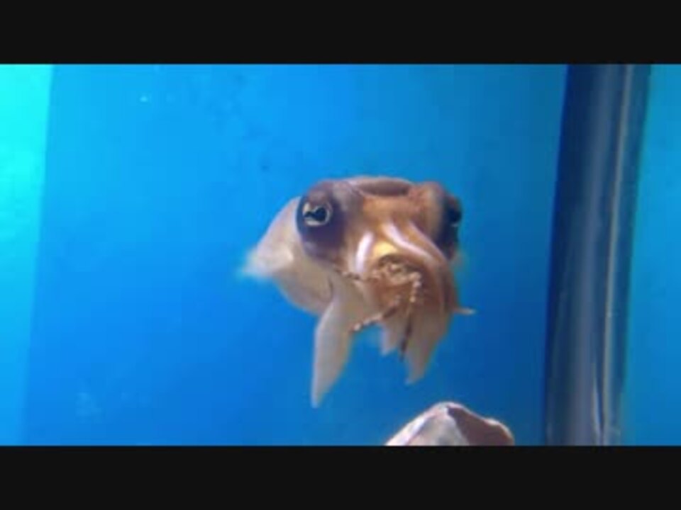 変色 イカ対カニ 他3本 怖い ニコニコ動画